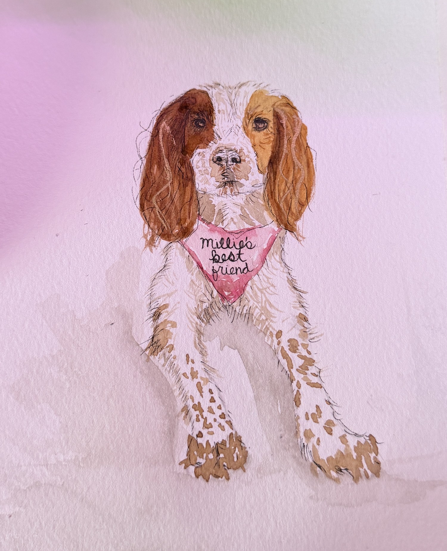 Watercolour and ink portrait of a white and chestnut spaniel wearing a pink bandana.